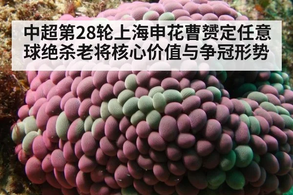 中超第28轮上海申花曹赟定任意球绝杀老将核心价值与争冠形势